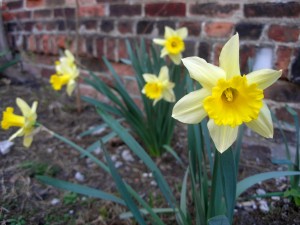 daffodils in front of a brick wall