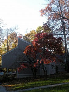_sunlight makes a red-leaved tree glow at the side of grey apartments_