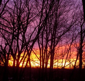 streaks of colored sky glowing behind the bare branches of dark trees