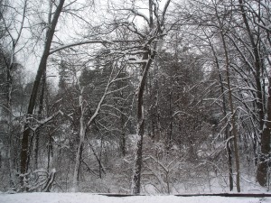 dark trees, branches laden with clumps of snow