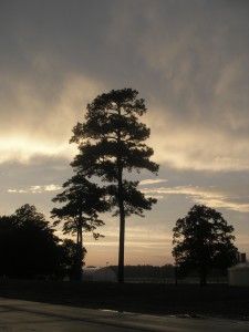 tall backlit tree with evening clouds and sky in the background