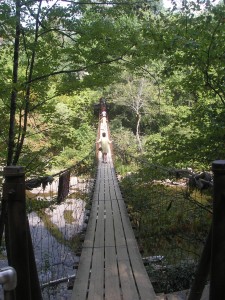 wood bridge with rope railing stretched over a green ravine