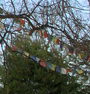 _Prayer flags hung in a bare-limbed tree_