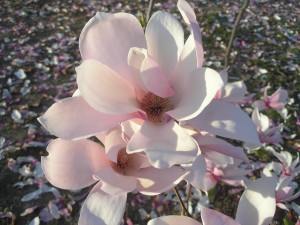 magnolias a pair of pale pink magnolia flowers in the sunlight