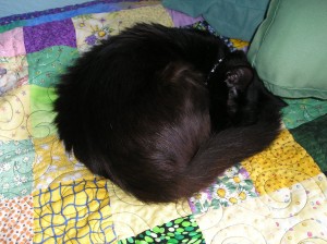 black cat curled up in a ball, asleep, on top of a patchwork quilt