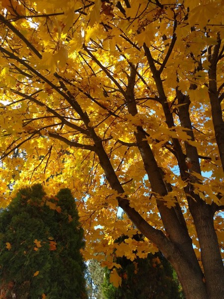 yellow leaves on a maple tree